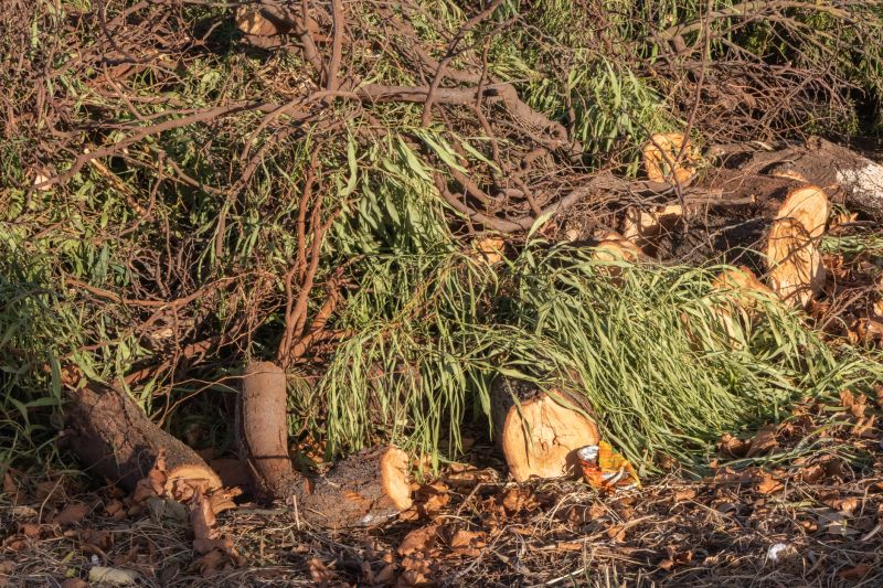 Fallen Branch Removal in Ventura County, CA