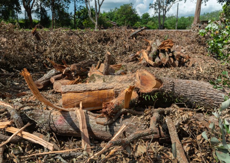 Tree Branch Disposal in Ventura County, CA