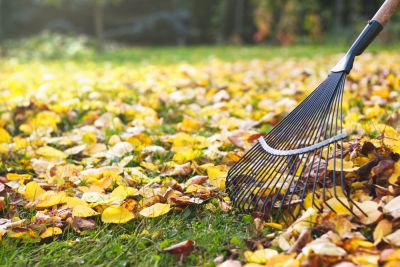 Remove Leaves to Clean Up the Yard!